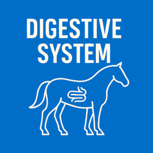 Digestive System
