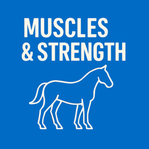 Muscles & Strength
