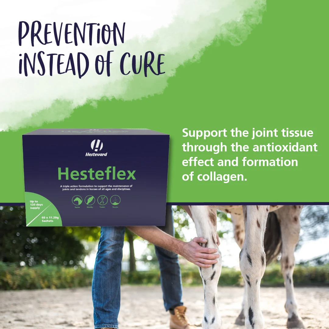 Hesteflex 60 sachets - Image 5